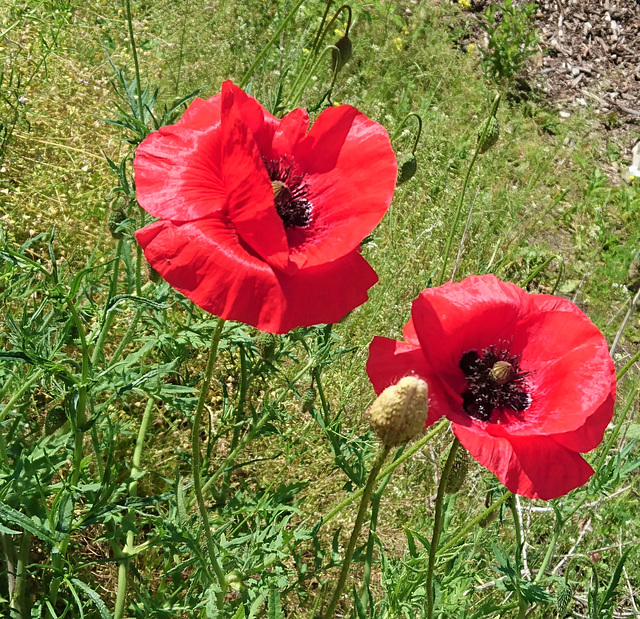 Geröllmohn