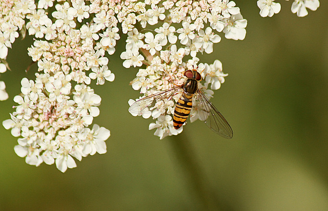 Hoverfly