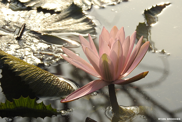 20200322-4213 Nymphaea pubescens Willd.