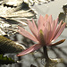 20200322-4213 Nymphaea pubescens Willd.