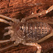 Harvestman IMG5150