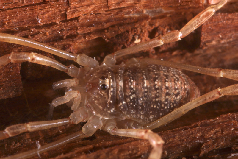 Harvestman IMG5150