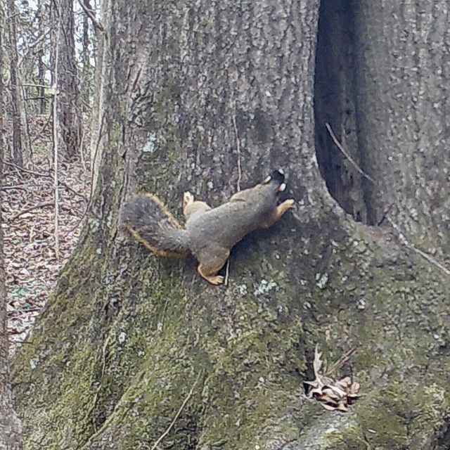 Fox squirrel (Sciurus niger)