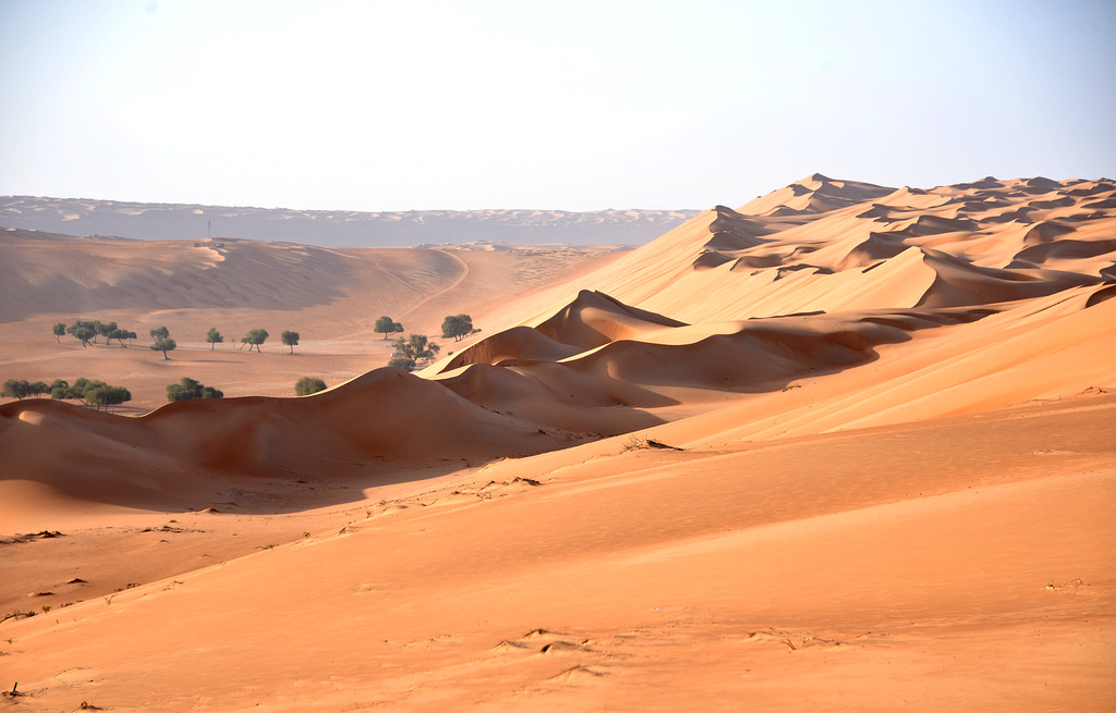 Thorn trees in Wahiba Sands.