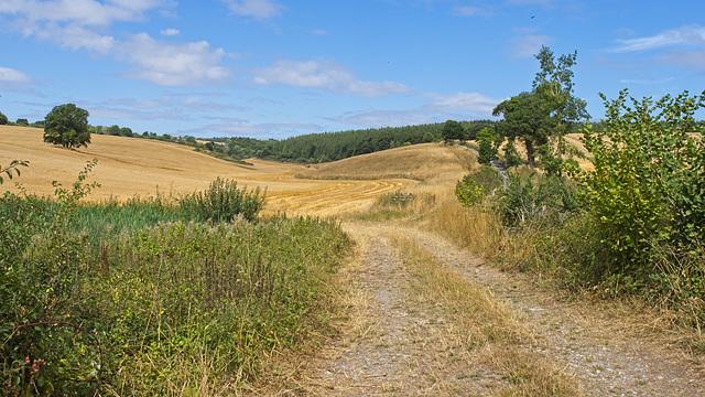 Pathway to the Hills