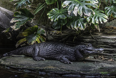 Vancouver Aquarium (© Buelipix)