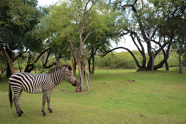 Zambia, Zebra in the Park of the Royal Livingstone Hotel Zambia, Zebra in the Park of the Royal Livingstone Hotel