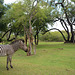 Zambia, Zebra in the Park of the Royal Livingstone Hotel