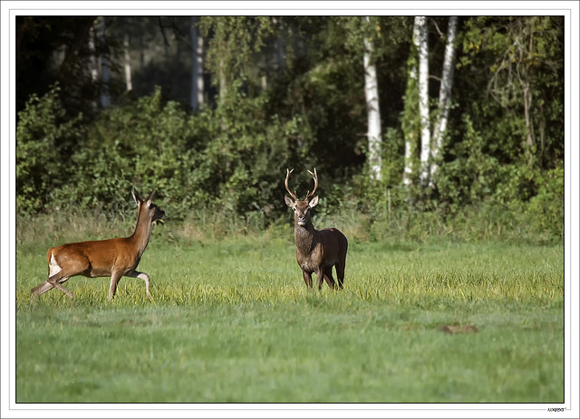 Mon pemier cerf 2015