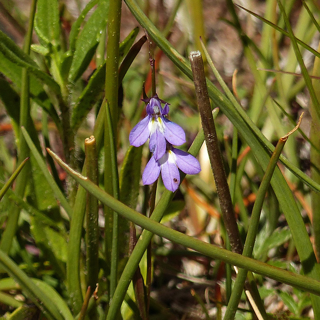 Kalm's Lobelia / Lobelia kalmii