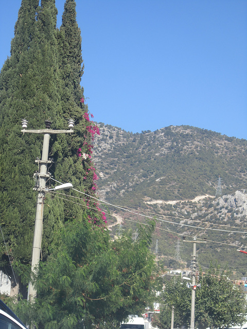 Lovely bougainvillea climbing up the trees