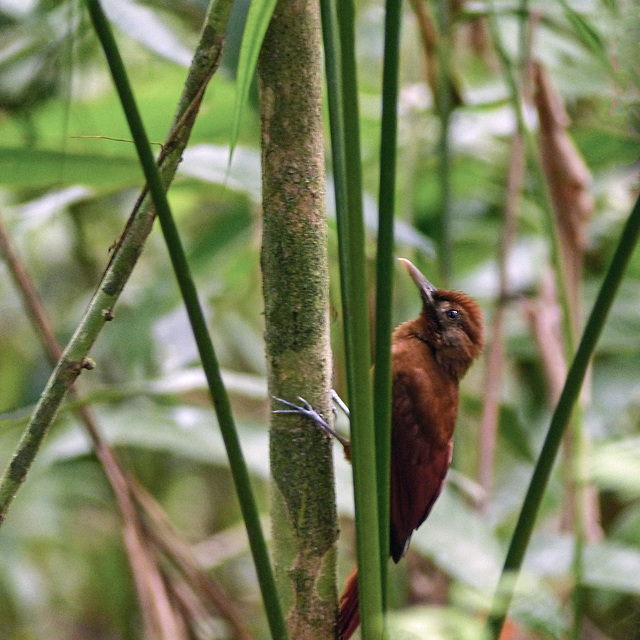 Plain Brown Woodcreeper, Bellbird walk, Day 4