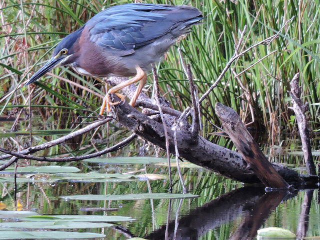 Green Heron