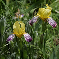 Iris MTB 'Gracchus'