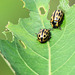 Cottonwood Leaf Beetles