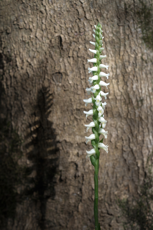 Spiranthes odorata (Fragrant Ladies'-tresses orchid)