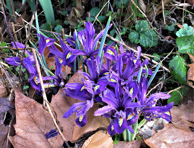 Iris Reticulata.