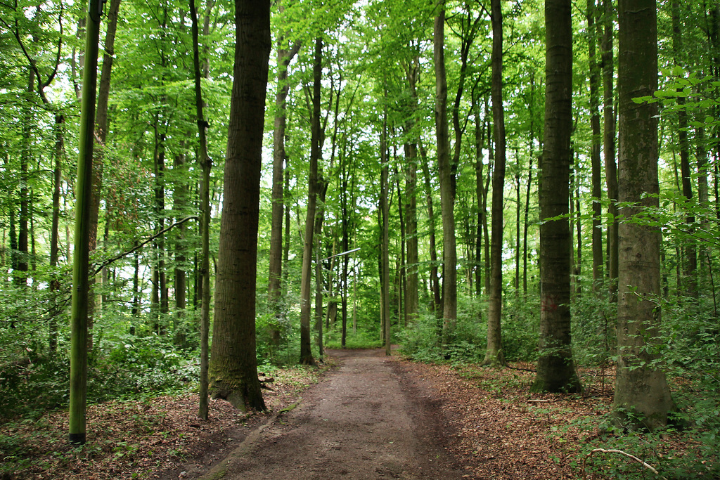 Weg im Laerholz (Bochum-Querenburg) / 10.07.2021
