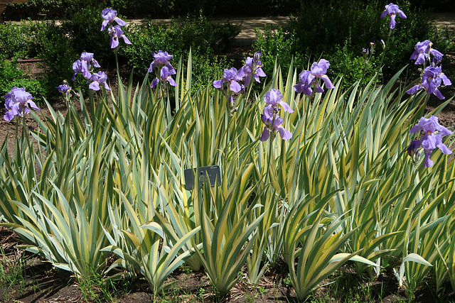 Real Jardin Botanico de Madrid