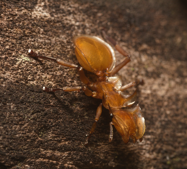 IMG 0719 Ant-1