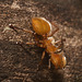 IMG 0719 Ant-1