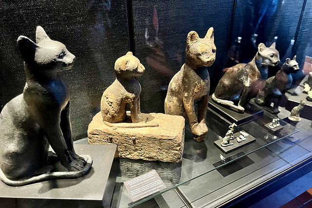 Vatican 2025 – Cats