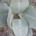 Small spider hiding in the eucalytus shoot