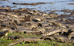 Investação de jacarés no Pantanal