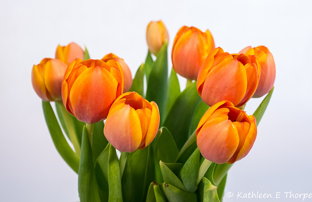 Tulips 092816-001