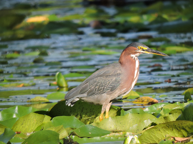 Green Heron