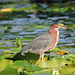 Green Heron