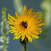 Sowthistle with visitor