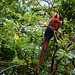 Venezuela, Canaima, Red Parrot