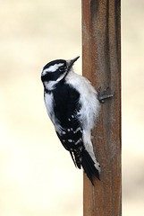 Female Downy Woodpecker