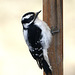 Female Downy Woodpecker