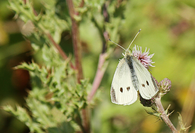 Large White Butterfly