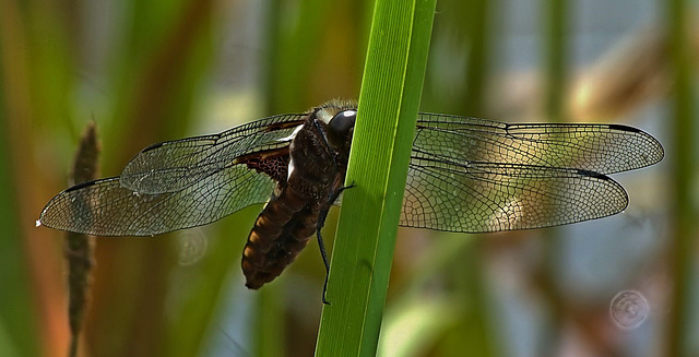 Broad-Bodied Chaser. Libellula depressa. Male