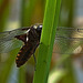 Broad-Bodied Chaser. Libellula depressa. Male