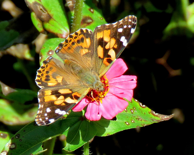 American Painted Lady (Vanessa virginiensis)