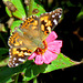 American Painted Lady (Vanessa virginiensis)