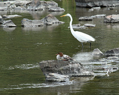 42/50 grande aigrette-great egret