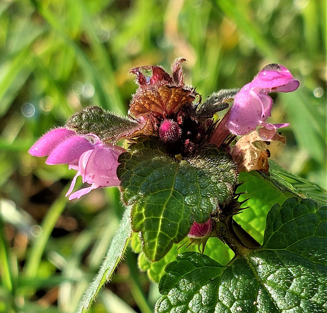 Purpurrote Taubnessel (Lamium purpureum)