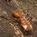 IMG 0724 Ant-1