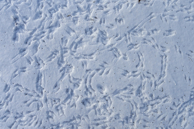 Tiny Footprints in the Snow