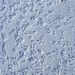 Tiny Footprints in the Snow