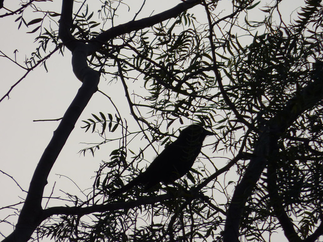 Un pájaro al atardecer