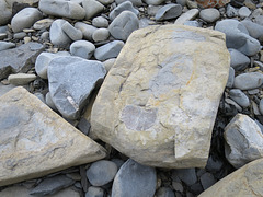 Lavernock fossil