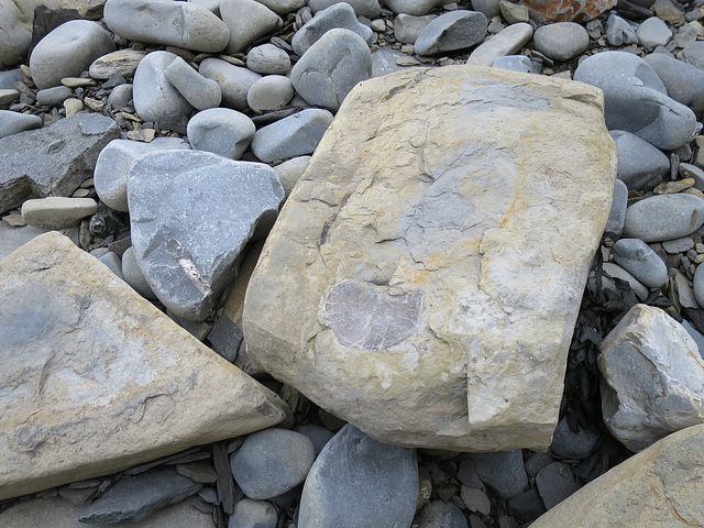 Lavernock fossil