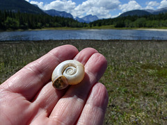 Ram's Horn Snail shell