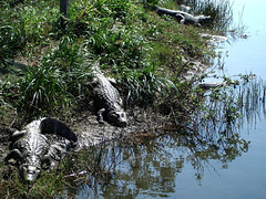 Jacaré do Pantanal I